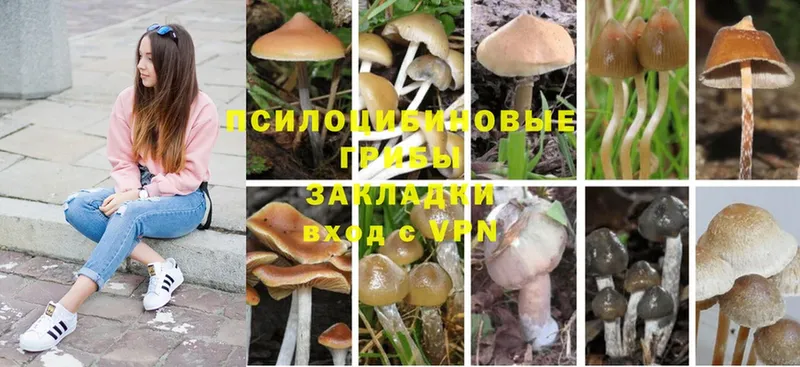 Псилоцибиновые грибы Psilocybe  как найти наркотики  Ржев 